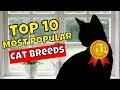 Top 10 most popular cat breeds in the world