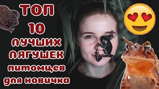 Топ 10 лягушек для начинающих амфибийщиков!