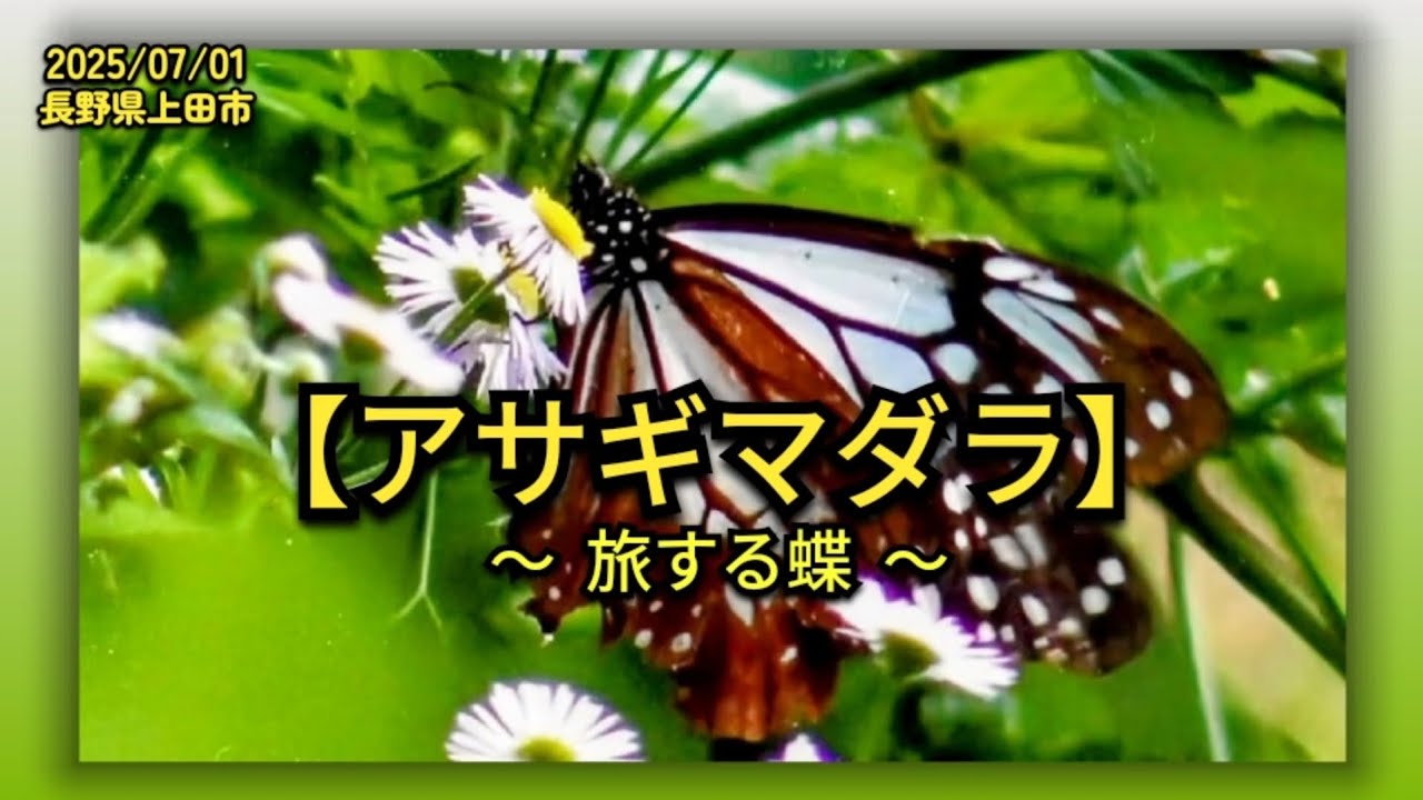 旅する蝶【アサギマダラ】に出逢う 2025（長野県上田市） - YouTube