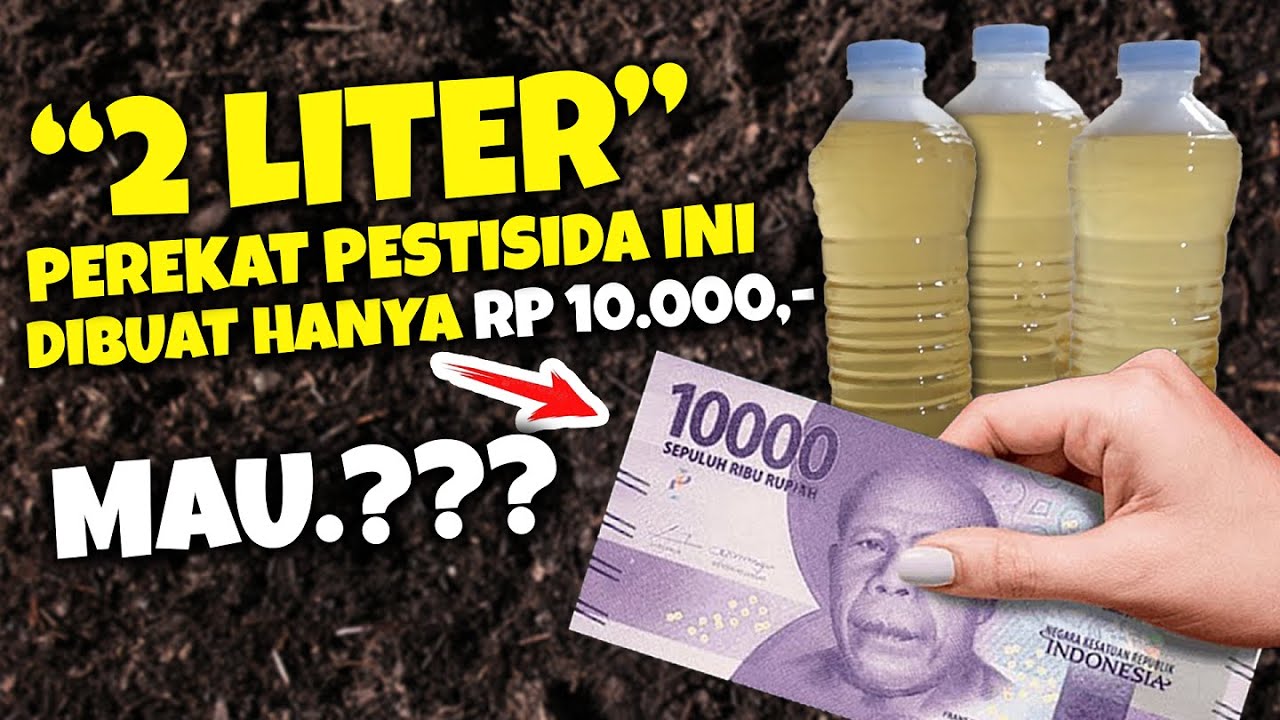 BIKIN SENDIRI 2 LITER PEREKAT PESTISIDA CUMA RP 10.000 SAJA. MAU.?