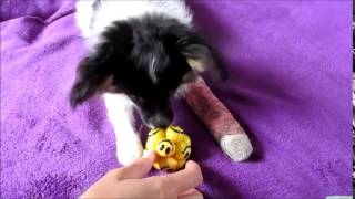 Hersenwerk voor honden: Revalidatie puzzels (Jiminy)