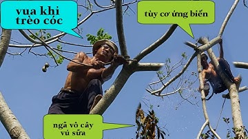 Vua Khỉ Cưa Cây Cóc Trong Vườn Vú Sữa Để Làm Bông Cây Vú Sữa  hai lúa đồng tháp