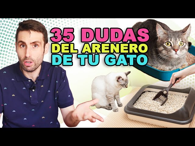 Todo lo que necesitas saber sobre el arenero de tu gato - TerranovaCNC