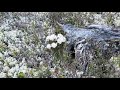 Тайга цветет. Ждём урожай ягод,грибов и шишек #тайга #nature #цветы #ягоды#wildlife