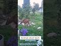 "A Family Rescues a Baby Moose from Water and Cares for It"#animals #shortvideo #foryou