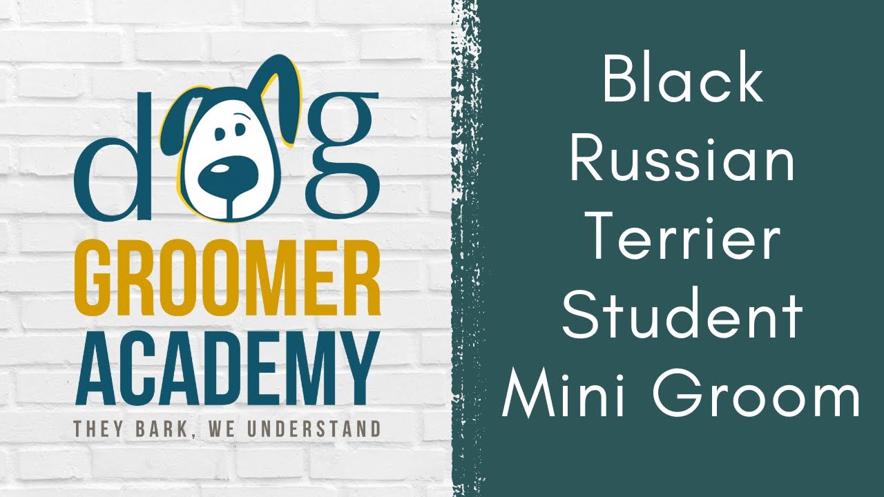 Black Russian Terrier Student Mini Groom