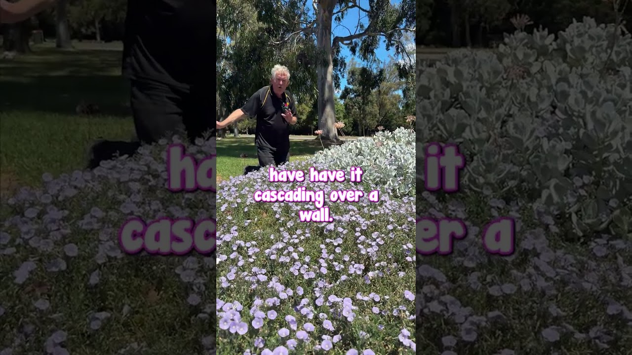 Find out Why Convolvulus ‘Blue’ is One of My Favourite Plants