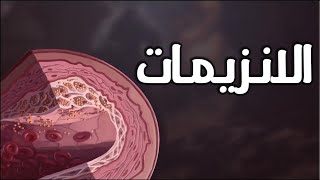 درس الجــهاز الهضمي خصائص ودور الانزيم