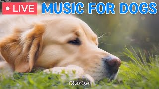 Dog MusicCure Separation Anxiety Music to Calm DogsMusic for Dogs Who are Alone