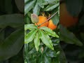nice View nice pasiefrora flower #shorts #video