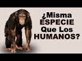 🐵 ¿Cuántas CRÍAS Puede Tener un CHIMPANCÉ y Cuáles CARACTERÍSTICAS Este PRIMATE? - Animales Salvajes