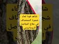 شاهد قوة لحاء شجرة الصفصاف في علاج المفاصل الروماتيزمي شاهد الحلقة الكاملة من الرابط