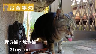 警戒しながら食べてるの　野良猫アメショちゃん　Stray cat　Restaurant