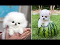 Cute pomeranian puppies doing funny things 9  cute and funny dogs