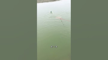 Best Cast Net Fishing Video  The Most Catch Fishing With Beautiful Natural 146