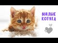 Самые милые котята)  Забавное видео о котятах  #6