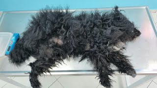 The Vet Asked Us To Groom This Dog Under The Sedation by Man's Best Friend 60,658 views 6 months ago 33 minutes