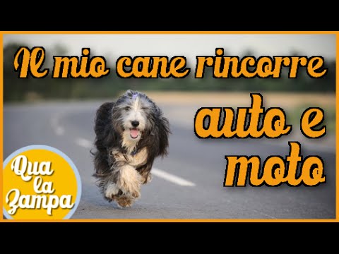 Perchè il mio cane rincorre auto e moto (o abbaia)? | Qua la Zampa