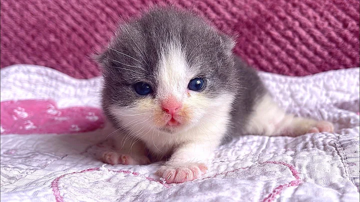 Watch the video about Tiny british kitten 9 days after birth