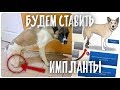 Импланты в задние лапы собаки. У щенка перелом после аварии.