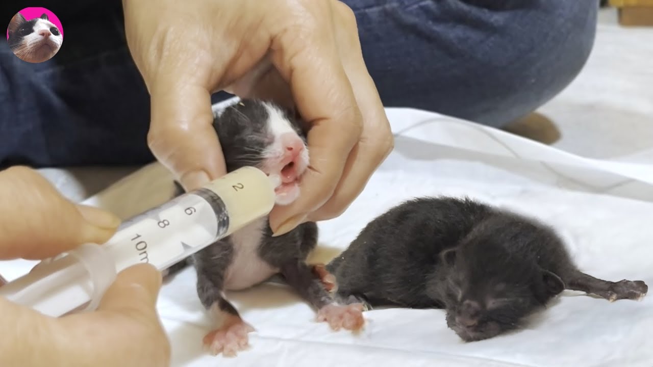 Как растут котята: от 0 дней до 2 месяцев!