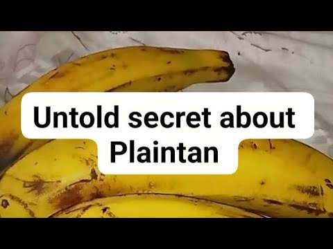 Untold Secret About Plaintan That Will Help Your Health 