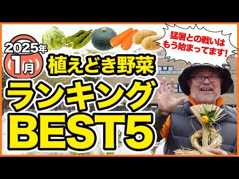 1月の種まき完全ガイド：室内で始めるおすすめ野菜7選