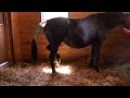 Rocky Mountain Horse mare foal birth