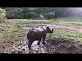 Cute baby black rhino plays in the mud!