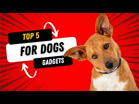 Video: 5 Säkerhetsobjekt Varje hundägare borde äga