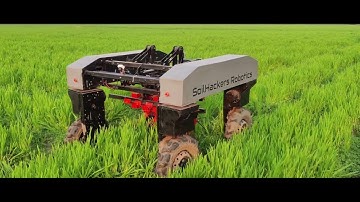 SoilHackers Robotics - Weeding on Organic Wheat