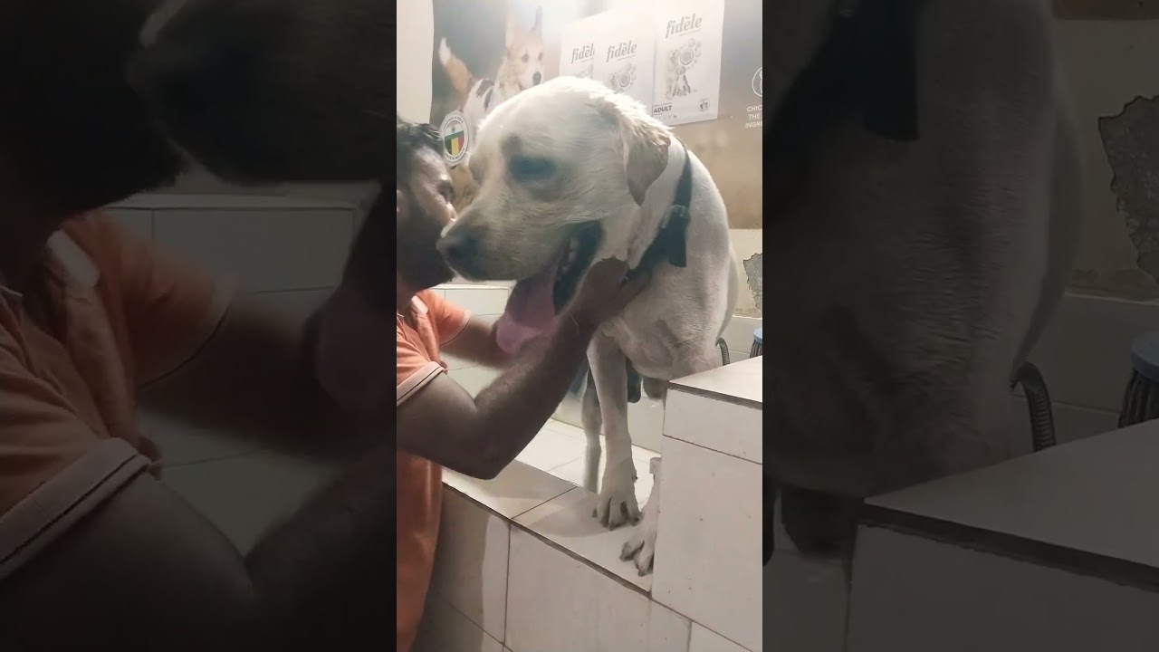 Wi-Fi labrador dog vs brother please clean it quickly😊 