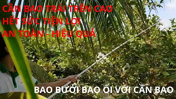 Bao trái bưởi bằng cần bao trái - Bao trái ổi - bọc trái bưởi bằng cần bao trái Dungcunongnghiep.vn