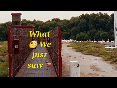 🦩Wildlife Sanctuary 🧐 | Bird View Point | Ras Al Khor | Dubai #viralvideo