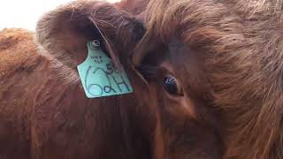 Bull Named Honor: Sniff! Feed Bunk Bulls #bull #cow #animals