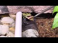 Eating Mazuri food . African Bullfrog - Pyxicephalus Adspersus also known as Pixie frog