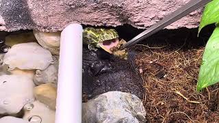 Eating Mazuri food . African Bullfrog - Pyxicephalus Adspersus also known as Pixie frog