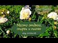Место отдыха, спиреи и пионы | Дачные хлопоты. Vlog  Дача как есть 15.06.23