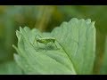 The Green Grasshopper Soviet Songs In English В траве сидел кузнечик на англ языке The Green Grasshopper Soviet Songs In English В траве сидел кузнечик на англ языке