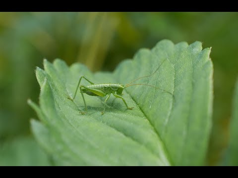 The Green Grasshopper