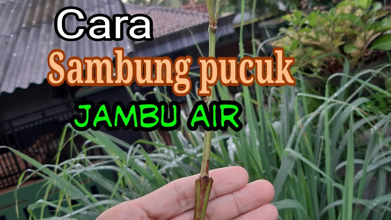 Cara sambung pucuk jambu air