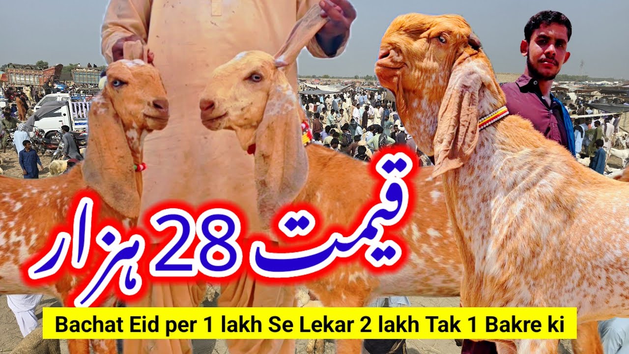 For yon per 2024 Bakra farm a Bakra Mandi Bakra video Bakra Eid Makai ...