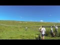 Bolting rabbits: gundog training Bolting rabbits: gundog training