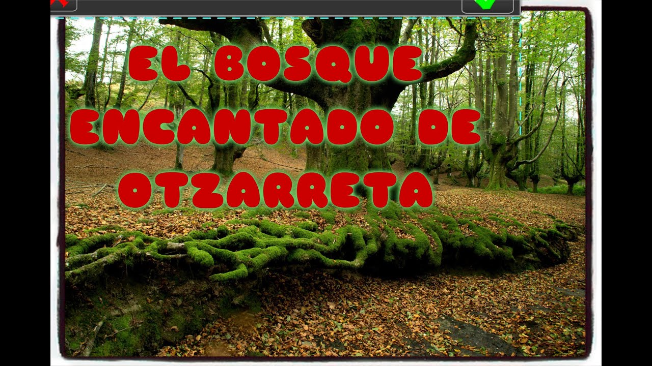 El bosque encantado de Otzarreta ( hayedo trasmocho) YouTube