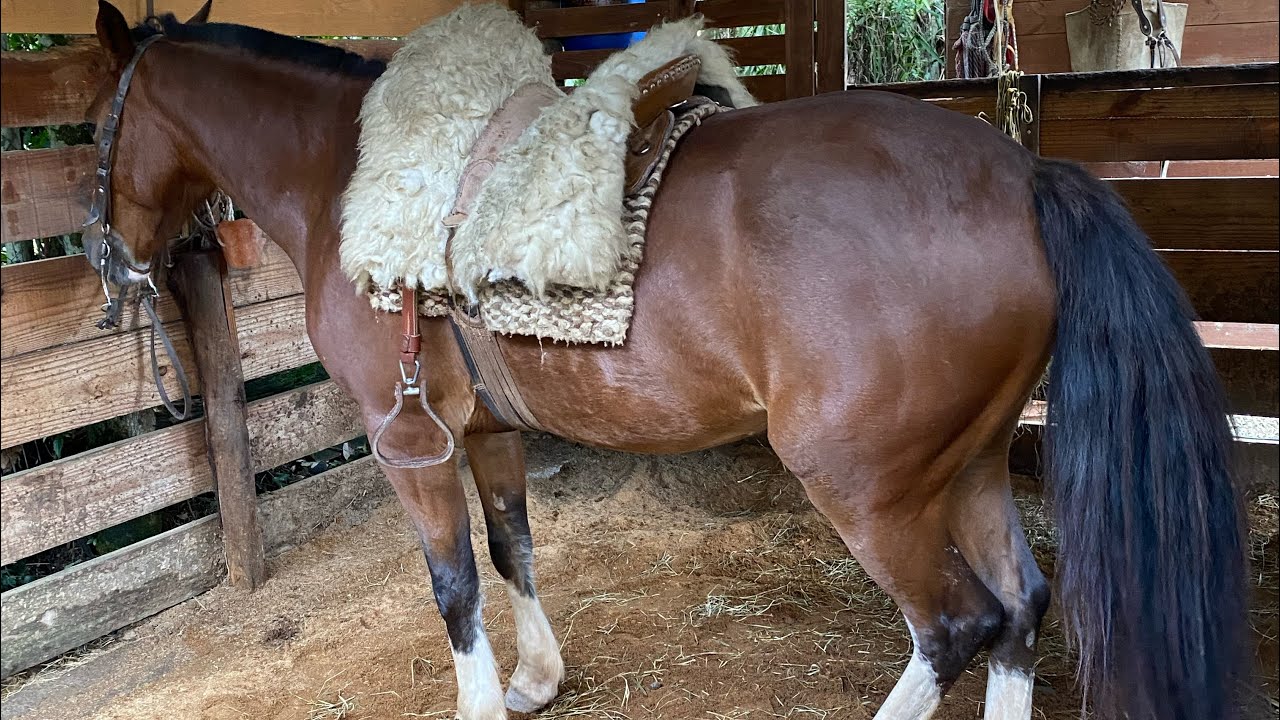Criando cavalo em casa, junto com a rotina de trabalho