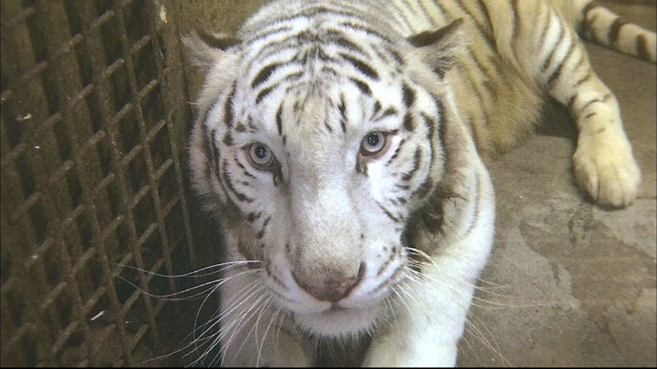 ホワイトタイガーが池田動物園に仲間入り 新たな大型動物は8年ぶり 岡山市 Youtube