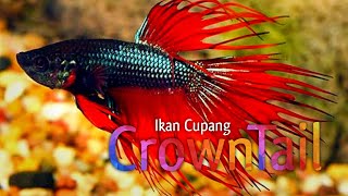 Ikan Cupang Serit - Crowntail Betta Fish