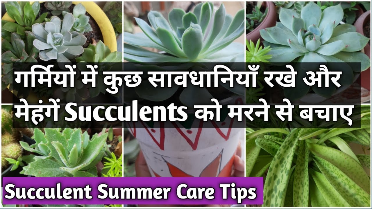 गर्मियों में ऐसे करे Succulents की देखभाल,How to Care Succulents in