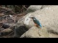 翠鳥Common kingfisher 行為剪影