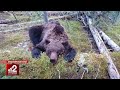 Медведь съел школьника и задрал туриста